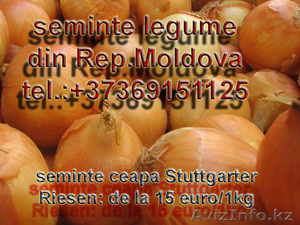 Семена лука, Респ.Молдова - Изображение #5, Объявление #485254