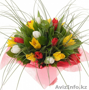 Tulip from Holland - Изображение #1, Объявление #540608