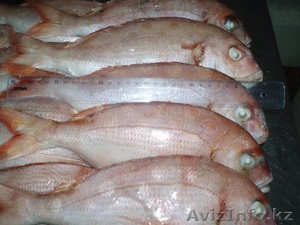 Рыба и морепродукты из Аргентины - Изображение #1, Объявление #521991