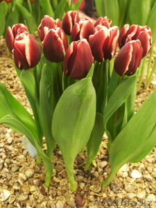 Голландские сорта тюльпанов! - Изображение #2, Объявление #533949
