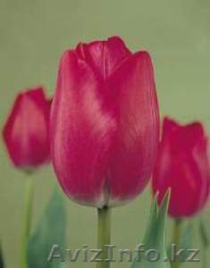 Голландские сорта тюльпанов! - Изображение #1, Объявление #533949
