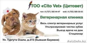 ветеринарная клиника " Cito Vet" - Изображение #1, Объявление #553572