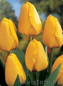 Голландские сорта тюльпанов! - Изображение #3, Объявление #533949