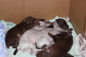 Щенки немецкой легавой (курцхаар).