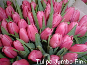 Голландские сорта тюльпанов! - Изображение #5, Объявление #533949