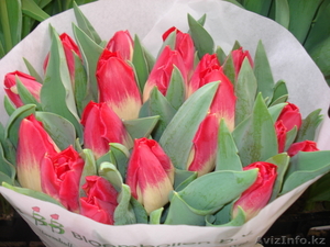 Голландские сорта тюльпанов! - Изображение #6, Объявление #533949
