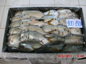 Рыба и морепродукты из Аргентины - Изображение #3, Объявление #521991