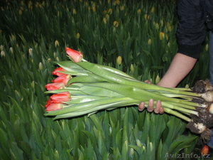 Тюльпаны к 8 марта оптом и в розницу - Изображение #1, Объявление #518081