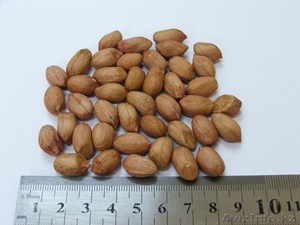 Орехи и сухофрукты из Аргентины - Изображение #4, Объявление #522003