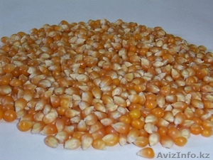 Кукуруза для попкорна из Аргентины - Изображение #1, Объявление #522015