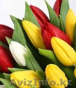 Тюльпаны голландские - Изображение #1, Объявление #567651