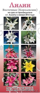 Цветы Оптом Королевские Лилии оптом к 8 марта от 300 Тенге - Изображение #1, Объявление #565509