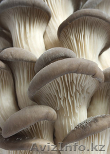 Свежие грибы Вешенка - Изображение #1, Объявление #632770