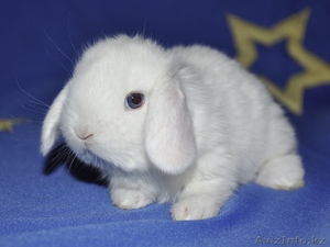 Карликовые кролики - Изображение #1, Объявление #701041