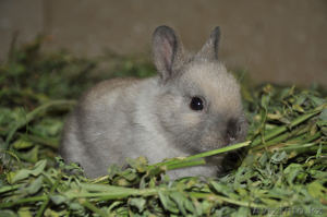 Карликовые кролики - Изображение #4, Объявление #701041