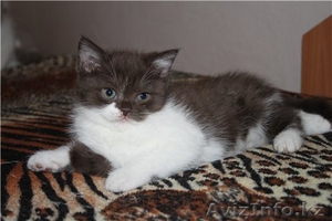 британские ориентальные вислоухие котята