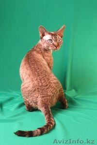 Котята породы девон рекс - Изображение #1, Объявление #684129