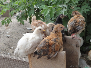 Продам цыплят от домашней курицы  несушки. - Изображение #2, Объявление #697110