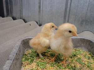 Продам цыплят от домашней курицы  несушки. - Изображение #3, Объявление #697110