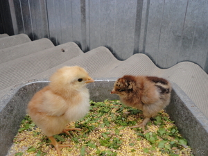 Продам цыплят от домашней курицы  несушки. - Изображение #4, Объявление #697110