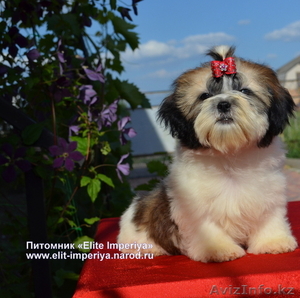 Щенки ши-тцу ярких окрасов от чемпиона.