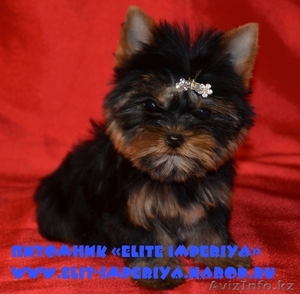 Эксклюзивные щенки йоркширского терьера питомника « Elite Imperiya».