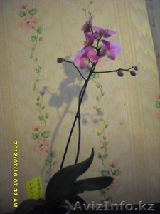 Орхидеи Фаленопсис разные расцветки,недорого. - Изображение #1, Объявление #723703