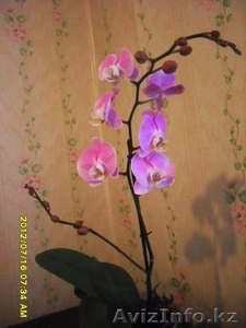 Орхидеи Фаленопсис разные расцветки,недорого. - Изображение #2, Объявление #723703