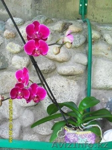 Орхидеи Фаленопсис разные расцветки,недорого. - Изображение #3, Объявление #723703