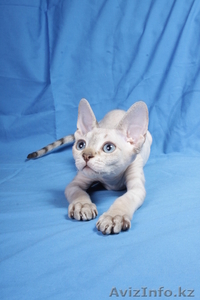 Котята девон рекса, сказочные эльфы.