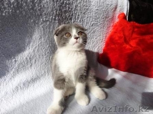 Продам шотланского вислоухого плюшегого котёнка,цена договорная - Изображение #2, Объявление #736178