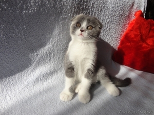 Продам шотланского вислоухого плюшегого котёнка,цена договорная - Изображение #1, Объявление #736178