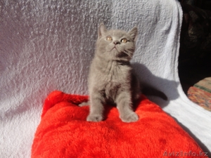 Продам шотланского котёнка, цена договорная  - Изображение #1, Объявление #736181