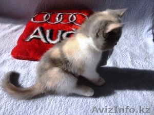 Продам шотланского котёнка Скоттиш страйт, цена договорная - Изображение #3, Объявление #736180