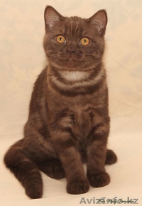 Элитные британские котята, носители гена цинннамон - Изображение #1, Объявление #737795