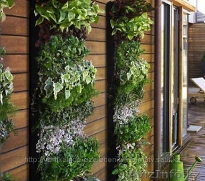 Вертикальное озеленение!"Зеленая стена" - Изображение #1, Объявление #729720