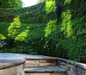 Вертикальное озеленение!"Зеленая стена" - Изображение #2, Объявление #729720