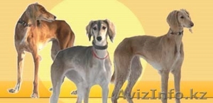 Продаются чистокровные,  крупные рабочие тазы + щенки