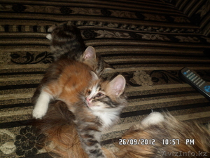 Отдам сибирских котят, за символическую плату - Изображение #6, Объявление #762988