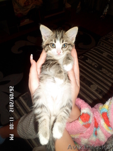 Отдам сибирских котят, за символическую плату - Изображение #2, Объявление #762988