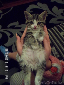 Отдам сибирских котят, за символическую плату - Изображение #3, Объявление #762988