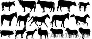 Продам на мясо бычки,  коровы,  бараны,  овцы.