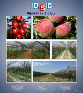 Яблоневые сады, Современные теплицы, Интенсивные сады - Изображение #1, Объявление #794545