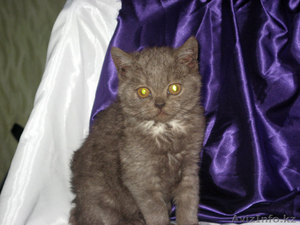Продается котенок Скотиш фолд страйт мальчик - Изображение #1, Объявление #792472