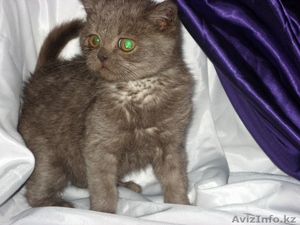 Продается котенок Скотиш фолд страйт мальчик - Изображение #2, Объявление #792472