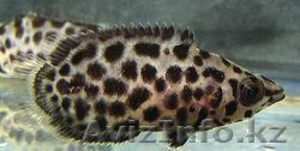 Продам рыбу - Ктенопома леопардовая - Изображение #1, Объявление #791035