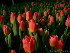 Голландские тюльпаны парад и голд парад оптом - Изображение #1, Объявление #808806