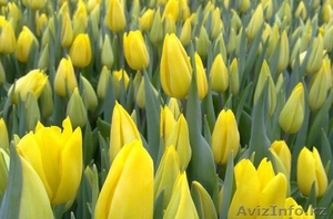 Голландские тюльпаны парад и голд парад оптом - Изображение #2, Объявление #808806