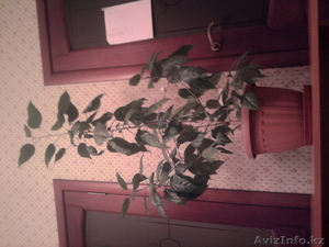 растения комнатные