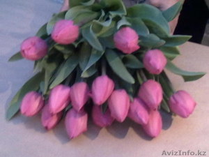 Тюльпаны оптом и в розницу к 8 марта - Изображение #1, Объявление #828308